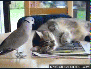 funny-pigeon-and-lazy-cat-o.gif