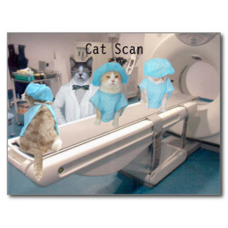 funny_cat_scan_image_postcard-r66b3be0c01ab4c548d9