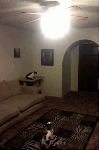 funny_cats_gifs_04.gif
