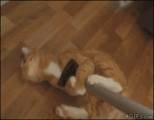 funny_cats_gifs_05.gif