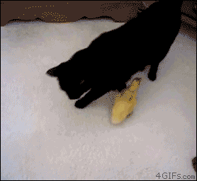 funny_cats_gifs_06.gif