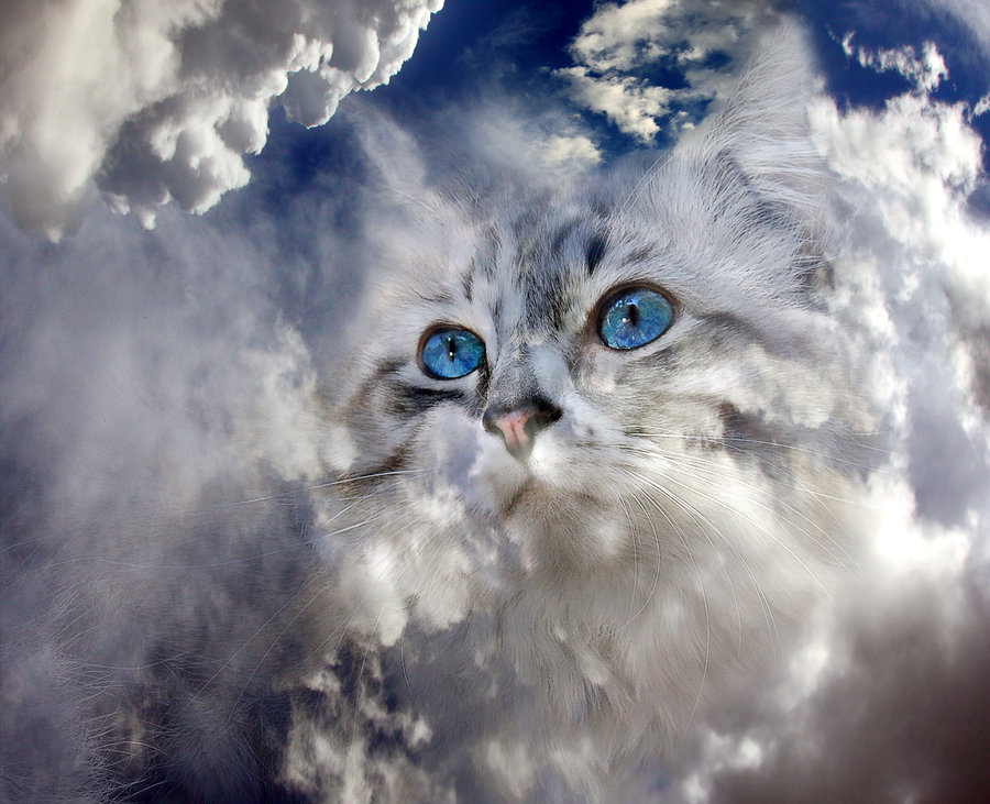 Furry cloud.jpg