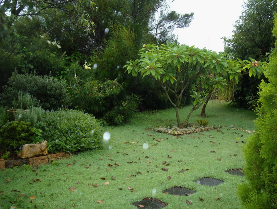 garden in the rainTCS.jpg