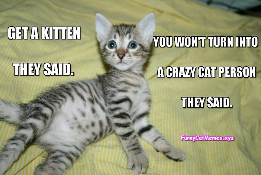 Get-a-kitten-they-said-Funny-Cat-Memes.jpg