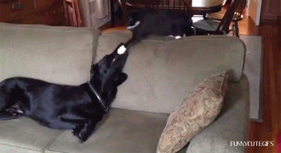 GIF-Cat-speed-boxing-dog.-Dog-does-not-seem-to-min