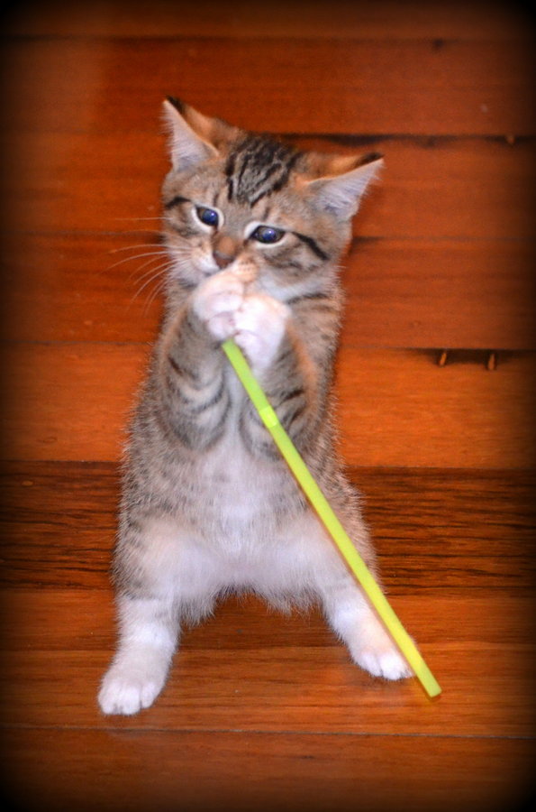 Ginge standing on hind legs playing with straw 18