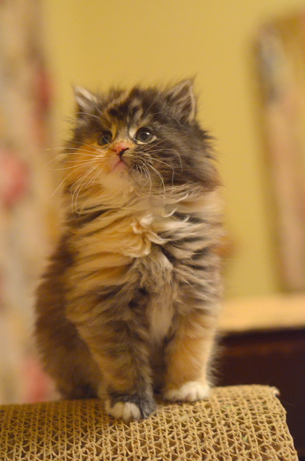 girl kitten.jpg