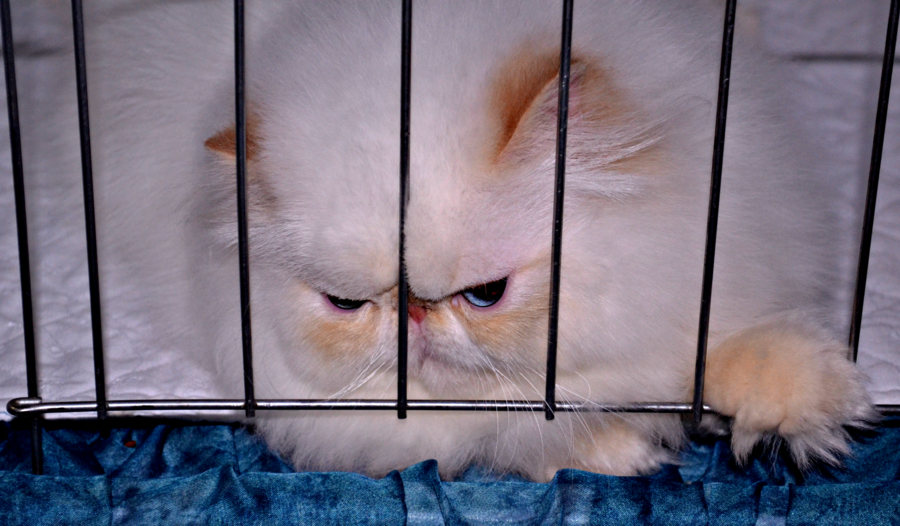 Grumpy Cat.png