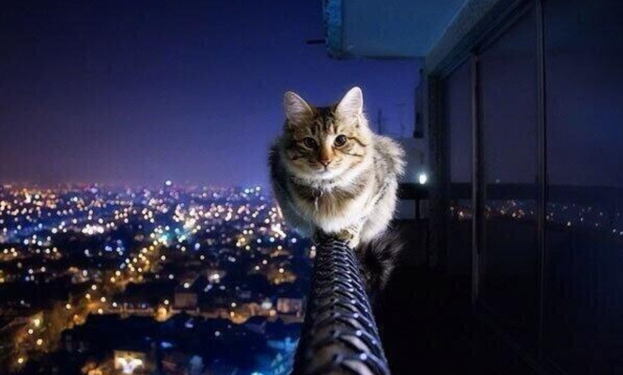 high wire cat.jpg