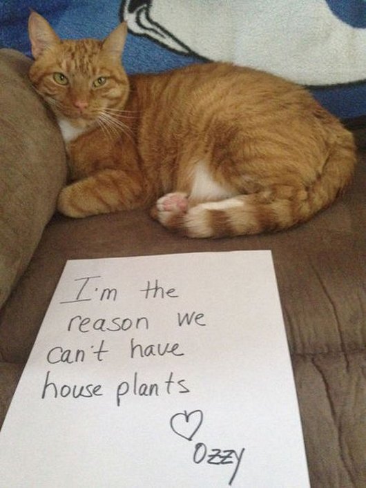 hilarious-cat-funny-photos-cat-shaming8.jpg