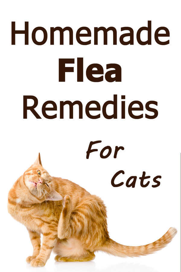 homemade-flea-remedies-cats.jpg