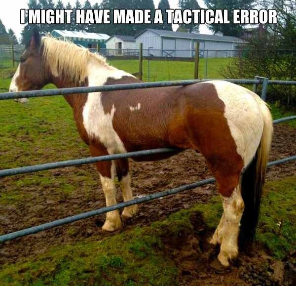 Horse+Error+Code+%252345.jpg