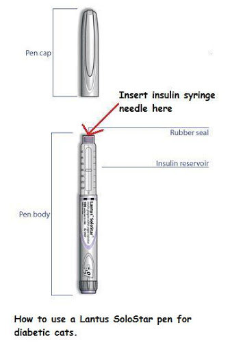 How%20to%20use%20an%20%20insulin%20pen%20for%20cat