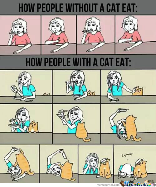 how-cat-owners-eat_o_1999077.jpg