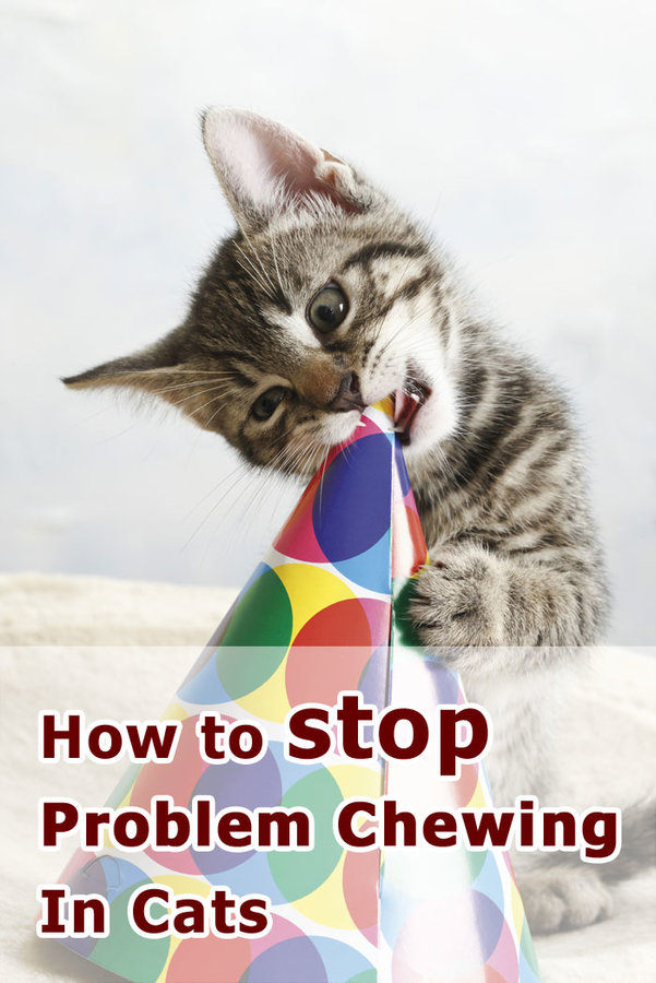 how-to-stop-problem-chewing.jpg