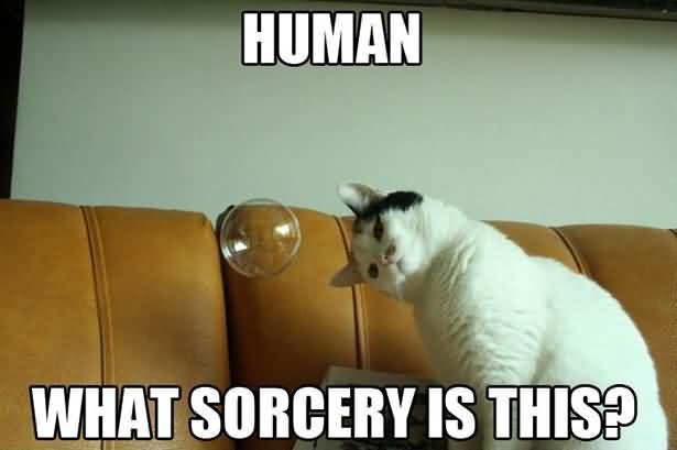 Human-What-Sorcery-Is-This-Cat-LOL-Funny-Meme-Pict