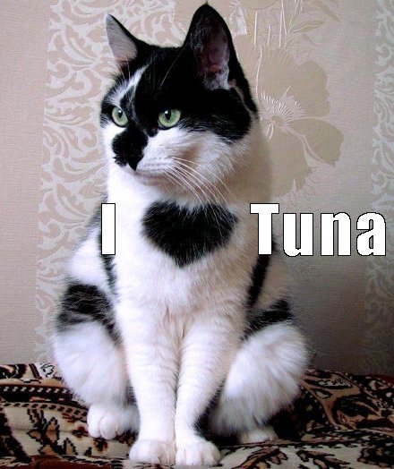 i-heart-tuna-cat-meme-online-casino-real-money.jpg