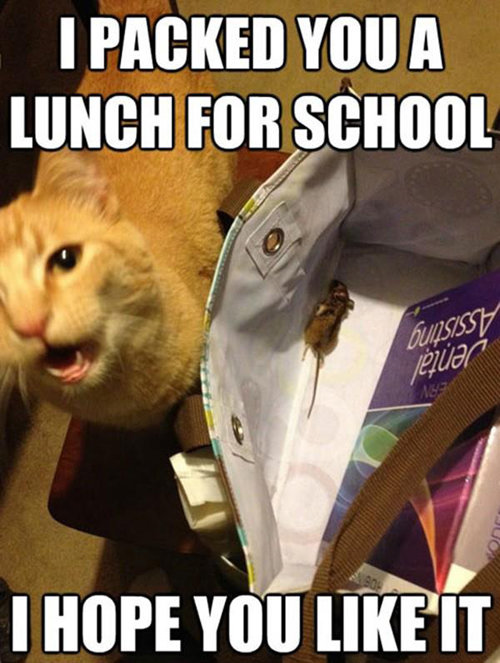 i-packed-you-a-lunch-for-school-i-hope-you-like-it