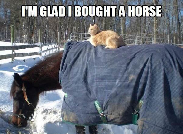 im-glad-i-bought-a-horse-cat-meme1.jpg