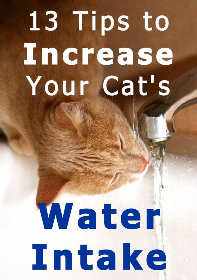 increase-cat-water.jpg