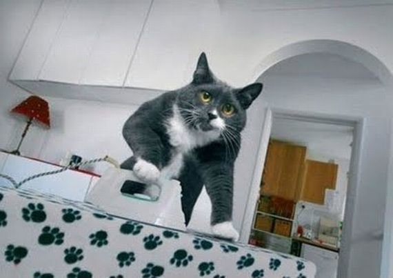 Ironing-cat.jpg
