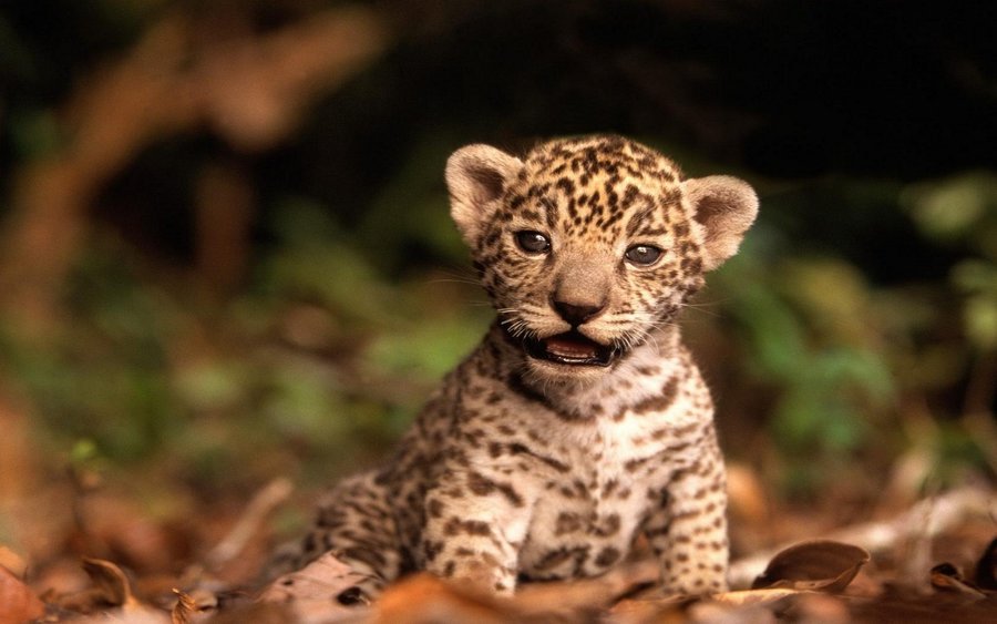 Jaguar Kitten (Copy).jpg