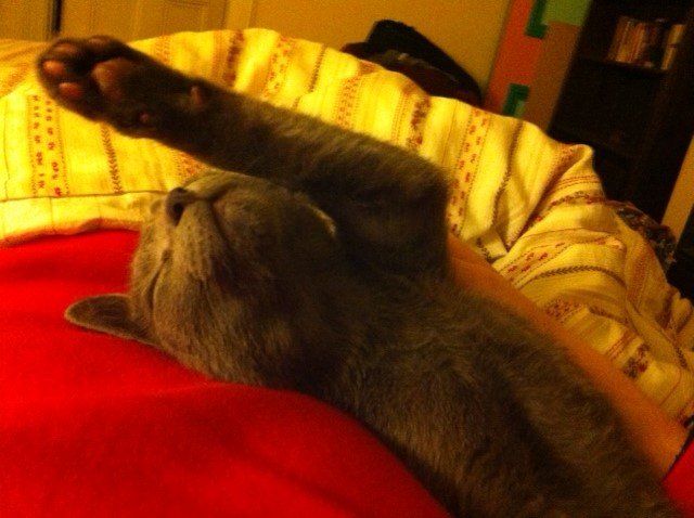 Jasper sleeping arm.jpg