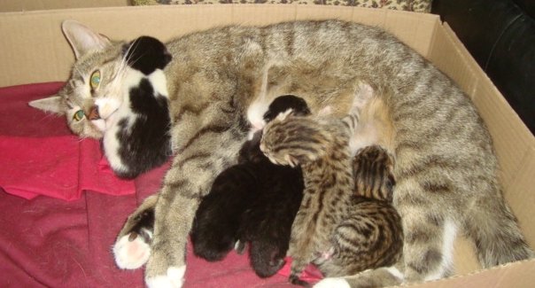 Kayfur and kittens 3 days old 004.JPG
