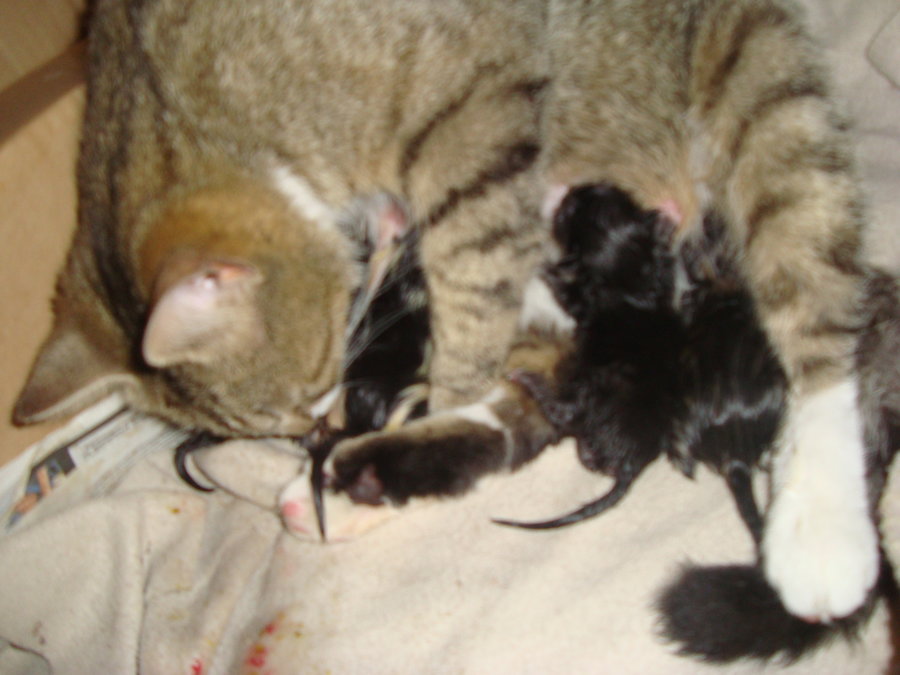 Kayfur having kittens 12.7.13 025.JPG