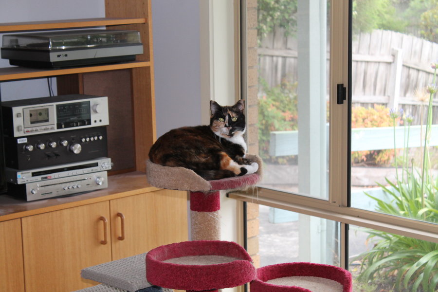 Kîa sitting on Cat Tower.jpg