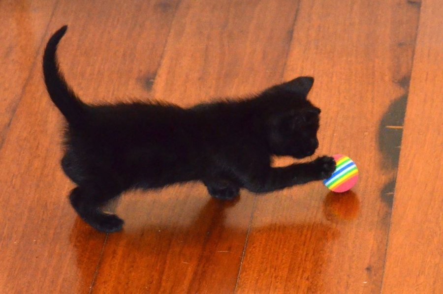 kitten black, 10 4 15 (2).jpg