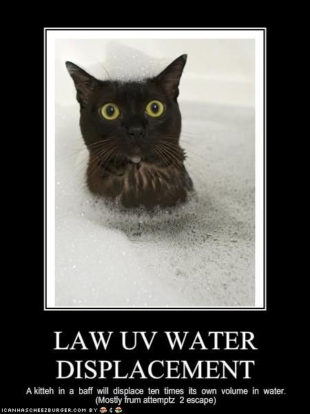 Kitten in bath.jpg