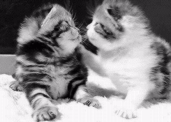 kitten-kisses.gif