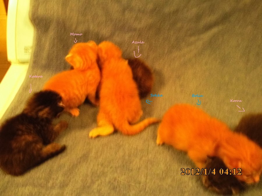 kitten names.jpg