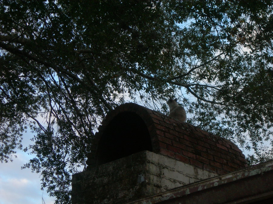 Kitten on chimney 1.JPG