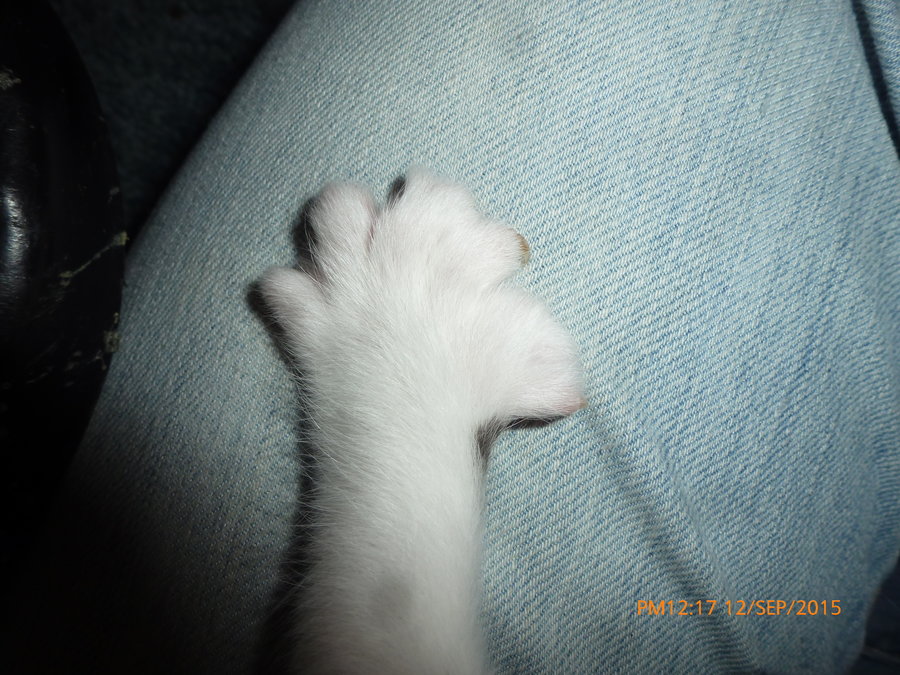 kitten scruffy front paw 2 sept 12.jpg