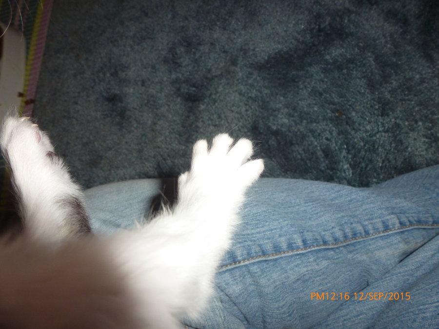 kitten tux back paw Sept 12.jpg