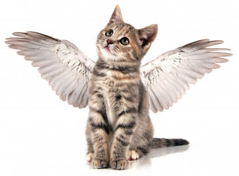 kitten-with-angel-wings.jpg