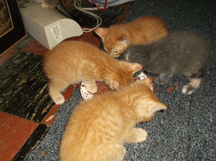 kittens 114 009.JPG