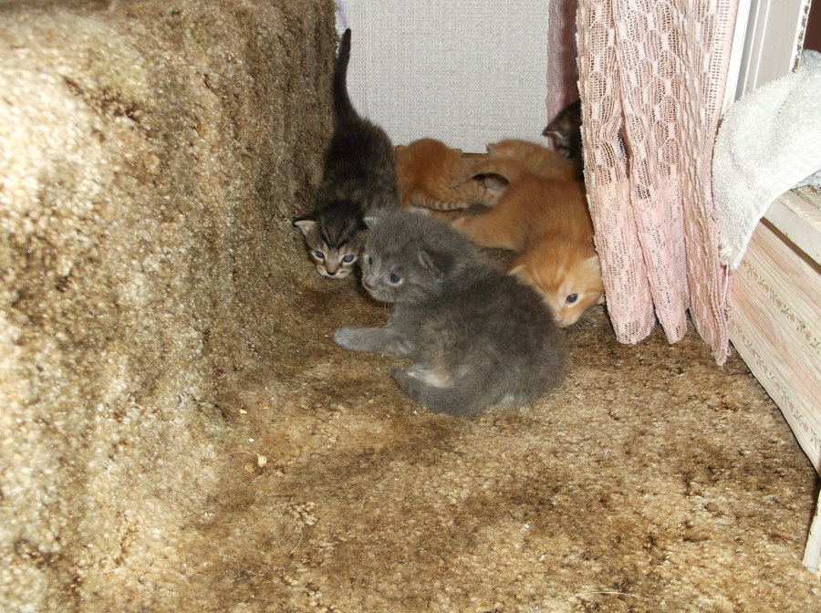 kittens 17 days 016.JPG