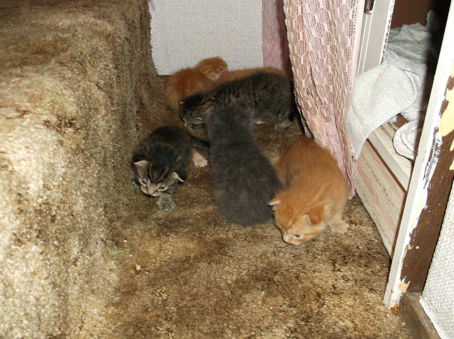 kittens 17 days 017.JPG