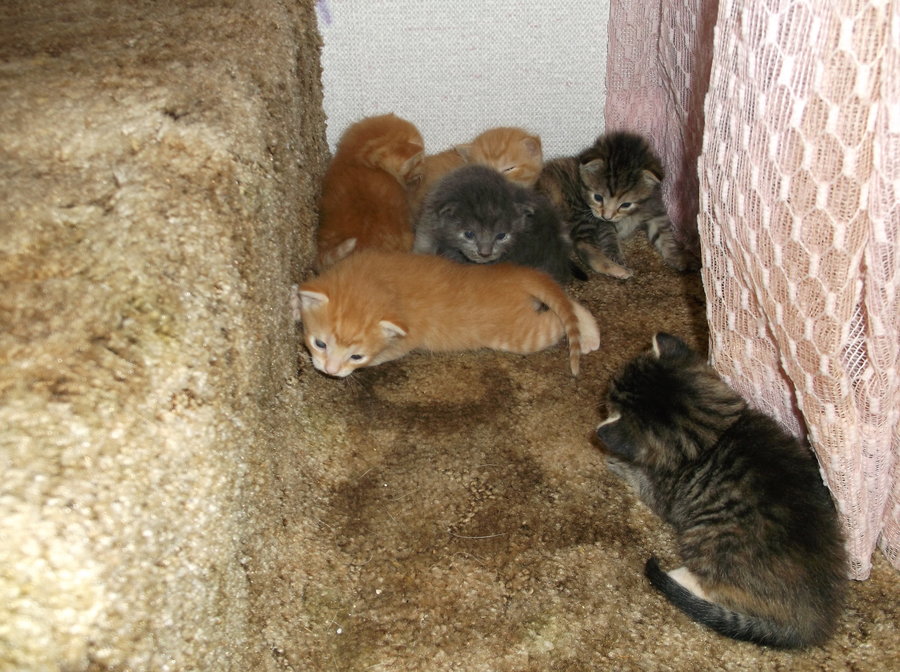 kittens 17 days 019.JPG