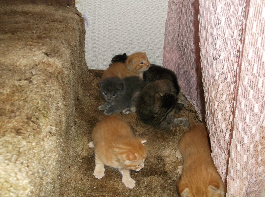 kittens 17 days 020.JPG