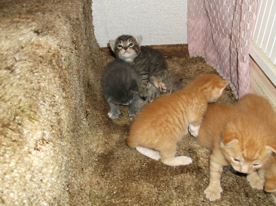 kittens 17 days 022.JPG