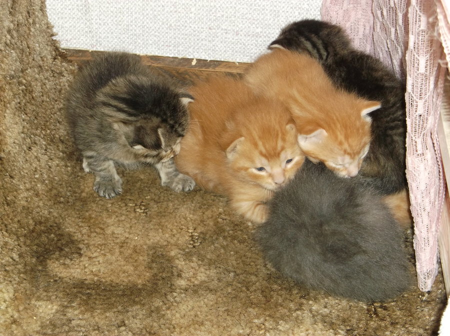 kittens 17 days 023.JPG