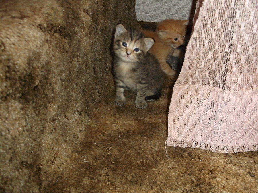 kittens 22 days 019.JPG