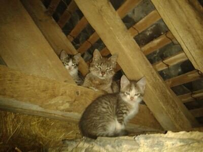 kittens and mum.jpg