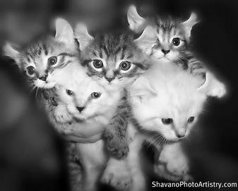 kittens~~element1120.jpg