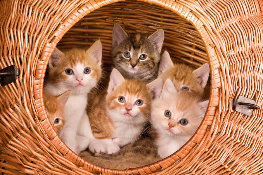 kittens in a basket.jpg