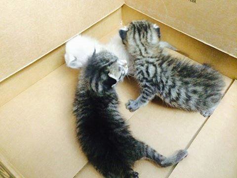 kittens in box.jpg